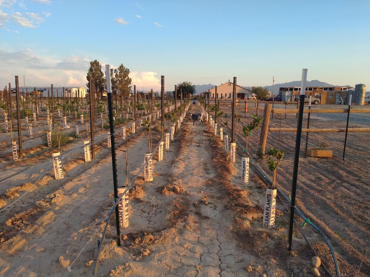 Black Star Ranch Vineyard Pahrump Luaran gambar